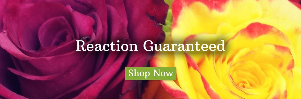 Flower Delivery to Boston by Exotic Flowers